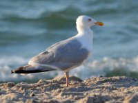 150822-Warnemünde-086-NEU