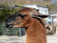 180404 Tierpark-Ulm 104