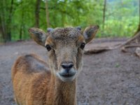 230726 Tripsdrill-Wildpark184